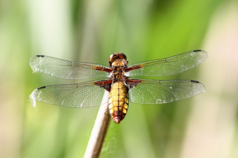 Libellula depressa?